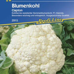 Kiepenkerl Blumenkohl Clapton Brassica oleracea var. botrytis, Inhalt: ca. 12 Pflanzen