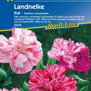 Kiepenkerl Landnelke Ikat Dianthus caryophyllus, Inhalt: ca. 100 Pflanzen