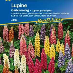 Kiepenkerl Lupine Gartenzwerg Lupinus polyphyllus, Inhalt: ca. 20 Pflanzen