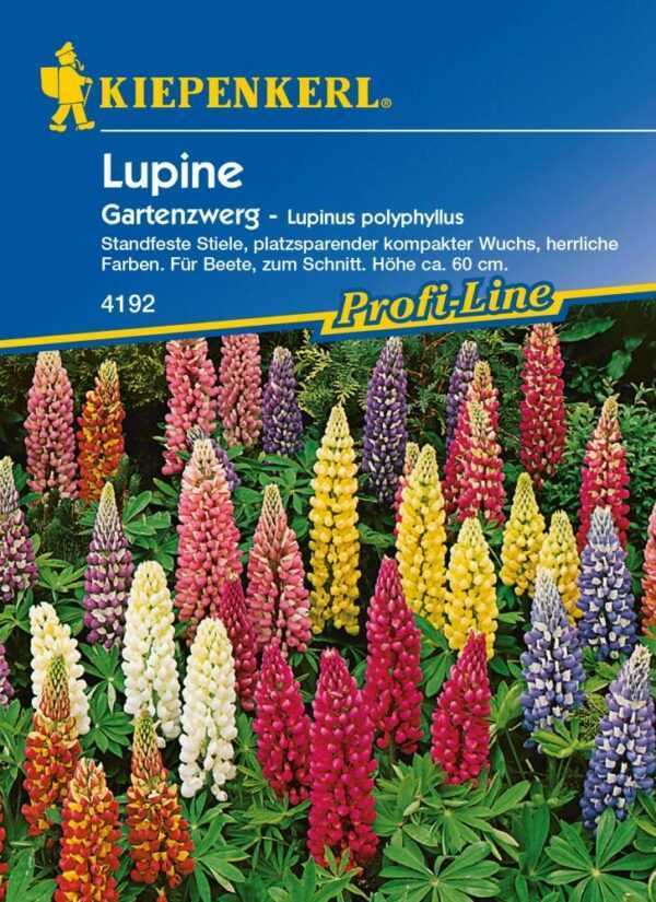 Kiepenkerl Lupine Gartenzwerg Lupinus polyphyllus, Inhalt: ca. 20 Pflanzen