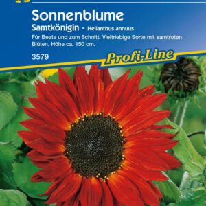 Kiepenkerl Sonnenblume Samtkönigin Helianthus annuus, Inhalt: ca. 40 Pflanzen