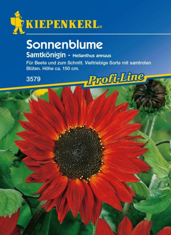 Kiepenkerl Sonnenblume Samtkönigin Helianthus annuus, Inhalt: ca. 40 Pflanzen