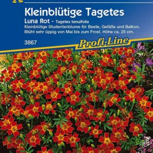 Kiepenkerl Studentenblume Luna (Gem) Rot Tagetes tenuifolia, Inhalt: ca. 80 Pflanzen