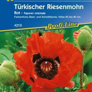 Kiepenkerl Türkischer Riesemohn Olympiafeuer Papaver orientale, Inhalt: ca. 25 Pflanzen