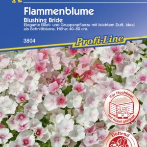 Kiepenkerl Flammenblume Blushing Bride ca. 50 Pflanzen