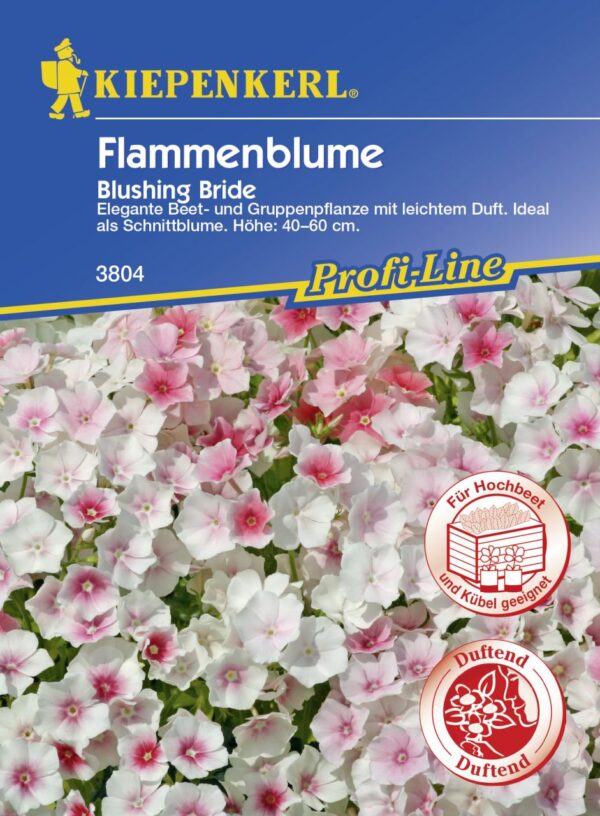 Kiepenkerl Flammenblume Blushing Bride ca. 50 Pflanzen