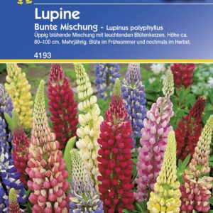 Kiepenkerl Lupine Bunte Mischung ca. 20 Pflanzen