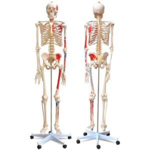 VENDOMNIA Dekoobjekt Anatomie Skelett mit Muskeln (mit Muskelbemalung, inkl. Schutzabdeckung, Lehrgrafik Poster, Standfuss mit Rollen, lebensgroß, 180 cm - menschliches Lernmodell), Lehrmittel, anatomisches Modell, Mensch Knochen