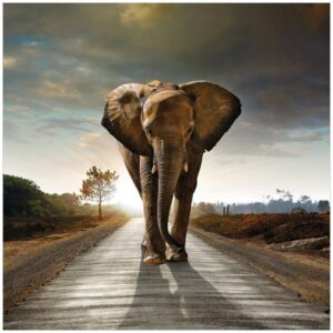 Wallario Möbelfolie Elefant bei Sonnenaufgang in Afrika