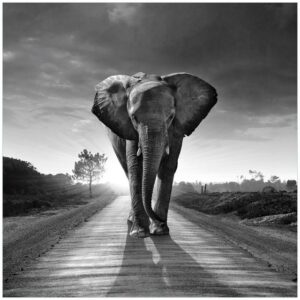 Wallario Möbelfolie Elefant bei Sonnenaufgang in Afrika schwarzweiß