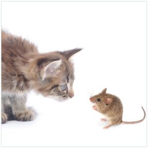 Wallario Möbelfolie Katze und Maus beim Spielen - weißer Hintergrund