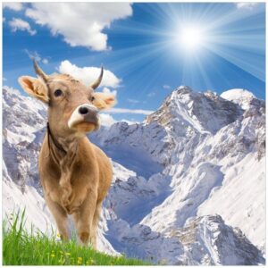 Wallario Möbelfolie Kuh im Sonnenschein in den Alpen