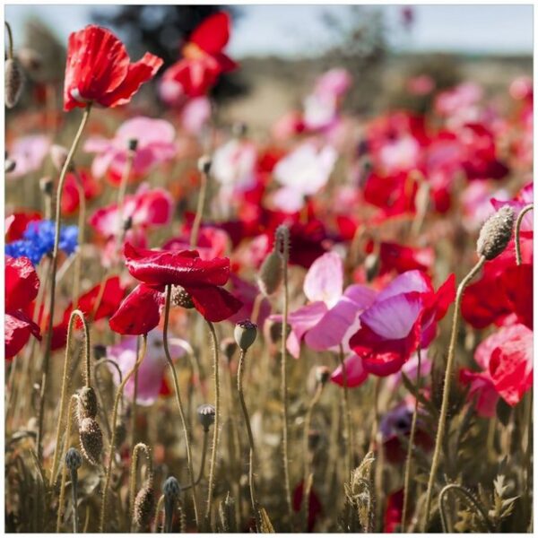 Wallario Möbelfolie Mohnblumen am Rande eines Feldes