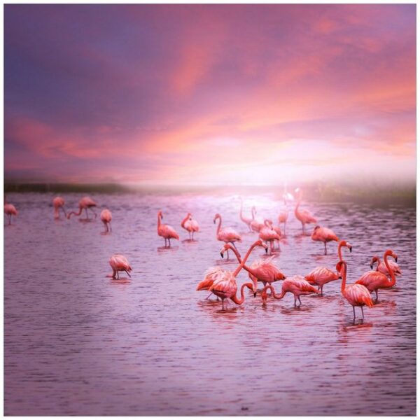 Wallario Möbelfolie Rosa Flamingos bei Sonnenuntergang