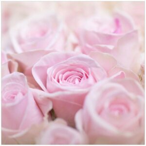Wallario Möbelfolie Rosafarbene Rosenblüten im Strauß