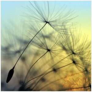 Wallario Möbelfolie Samen der Pusteblume in Nahaufnahme vor blauem Himmel