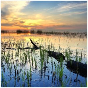 Wallario Möbelfolie Schilf am Abend - Sonnenuntergang über der Seelandschaft