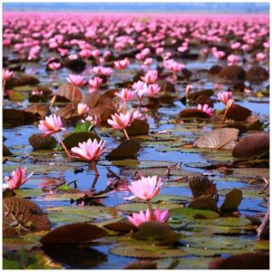 Wallario Möbelfolie Seerosenlandschaft mit rosa Blüten