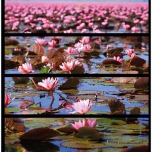 Wallario Möbelfolie Seerosenlandschaft mit rosa Blüten