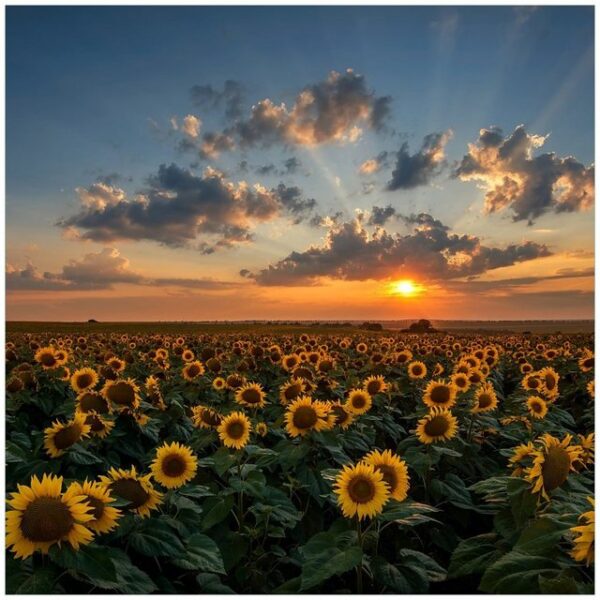 Wallario Möbelfolie Sonnenblumenwiese vor Wolken mit Sonnenuntergang