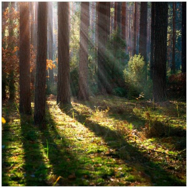 Wallario Möbelfolie Sonnenstrahlen im Herbstwald