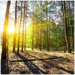 Wallario Möbelfolie Sonnenstrahlen tief hinter dem Wald