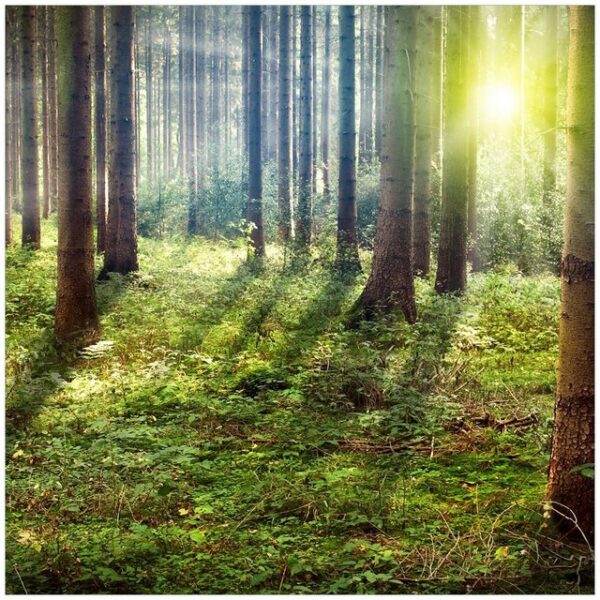 Wallario Möbelfolie Sonnenuntergang im Wald zwischen den Bäumen