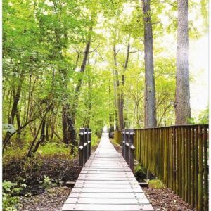 Wallario Möbelfolie Spaziergang im Wald Holzweg über einen Fluss