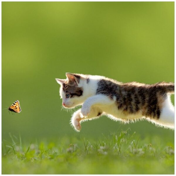 Wallario Möbelfolie Süße Katze fängt Schmetterling im Grünen