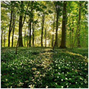 Wallario Möbelfolie Waldanemonen und Sonnenstrahlen im Wald