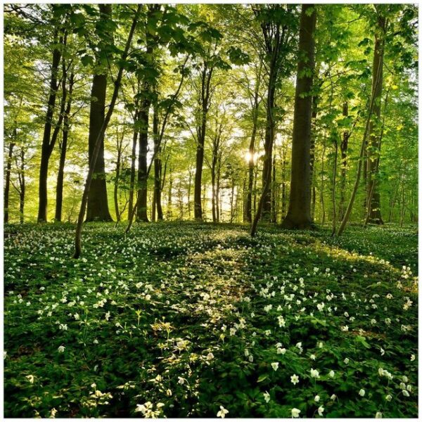 Wallario Möbelfolie Waldanemonen und Sonnenstrahlen im Wald