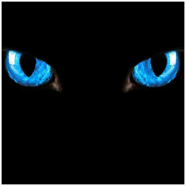 Wallario Möbelfolie Blaue Katzenaugen bei Nacht