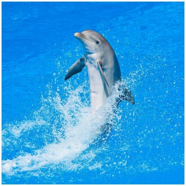 Wallario Möbelfolie Fröhlicher Delfin im blauen Wasser