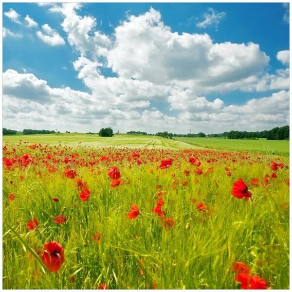 Wallario Möbelfolie Grüne Wiese mit Mohnblumen