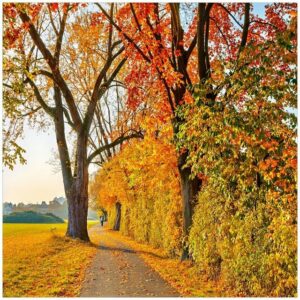 Wallario Möbelfolie Herbstlicher Waldweg mit buntem Laub
