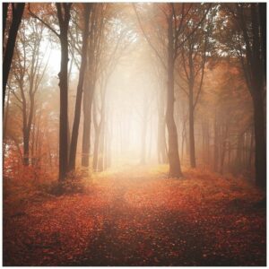 Wallario Möbelfolie Herbstwald - Weg zu einer Lichtung im Wald