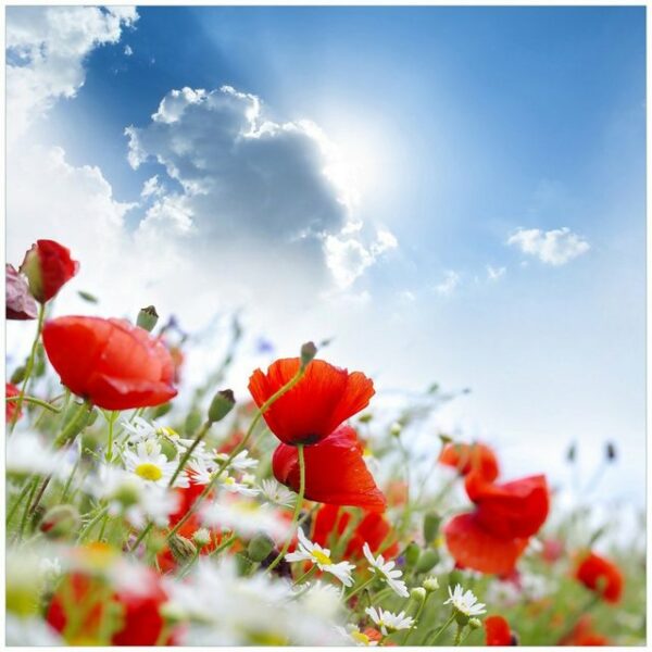 Wallario Möbelfolie Mohnblumen unter blauem Himmel