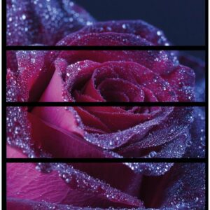 Wallario Möbelfolie Rote Rosenblüte im Regen