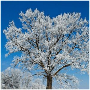 Wallario Möbelfolie Schneebedeckter Baum mit blauen Himmel