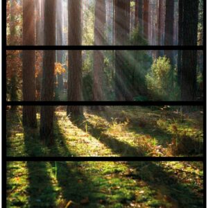 Wallario Möbelfolie Sonnenstrahlen im Herbstwald