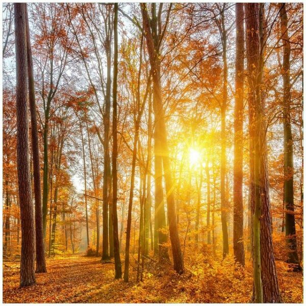 Wallario Möbelfolie Sonnenuntergang im herbstlichen Wald