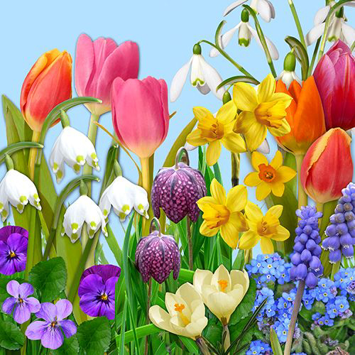 PAPSTAR Oster-Motivservietten , Flowers of Spring,