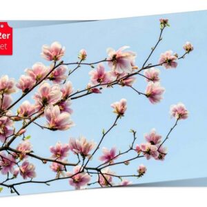 Platzset, Tischset Frühling, Ostern & Blumen - Magnolien in voller Blüte, Tischsetmacher, (aus Naturpapier in Aufbewahrungsmappe, 12-St., 44 x 32 cm / rosa-blau), Made in Germany