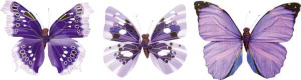 Glorex Schmetterling violett 8cm mit Clip Farbe: violett