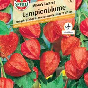 Sperli Lampionblume Mikie's Laterne