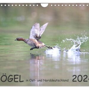 Vögel in Ost- und Norddeutschland 2024 (Wandkalender 2024 DIN A4 quer), CALVENDO Monatskalender