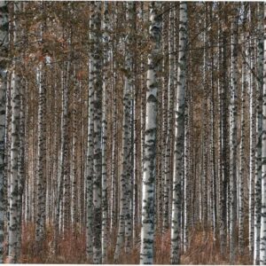 Art for the home Leinwandbild Outdoor Birkenwald 50x70cm, (1 St)