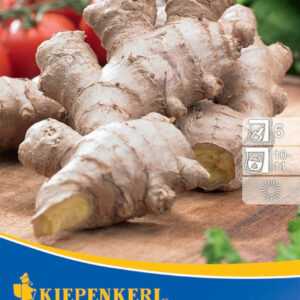 Kiepenkerl Ingwer Zingiber officinalis