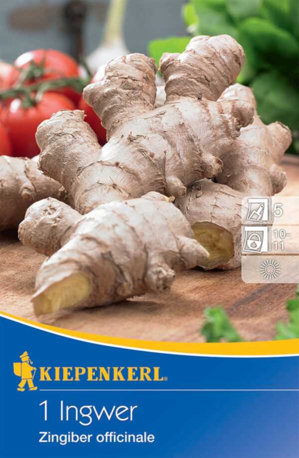 Kiepenkerl Ingwer Zingiber officinalis