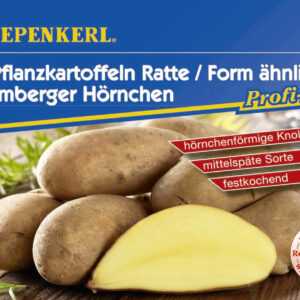 Kiepenkerl Pflanzkartoffel Ratte/Bamberger Hörnchen 5 Stück